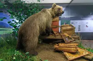 Problembär Bruno im Museum Mensch und Natur Problembär Bruno im Museum Mensch und Natur